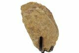 Dinosaur (Triceratops) Frill Shield Section w/ Stand - South Dakota #378572-1